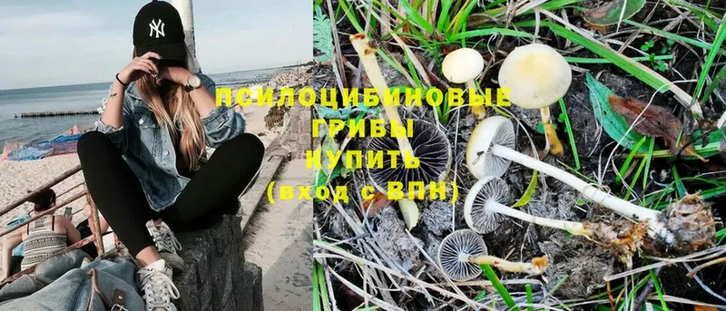 цены   Боровск  Псилоцибиновые грибы Psilocybe 